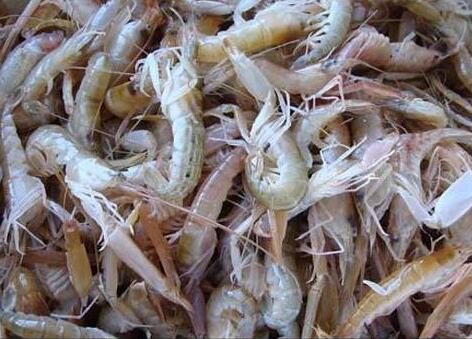 海虾矿物质多 河虾带皮吃补钙其它