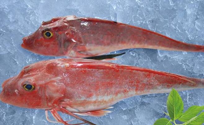 红娘鱼营养价值分析_红娘鱼使用注意情况_红娘鱼的功效与作用