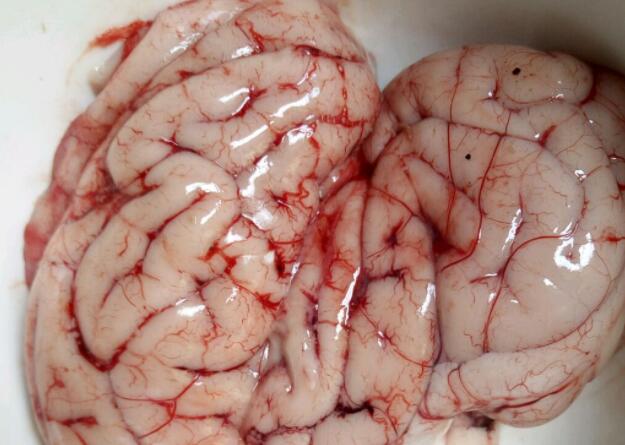 猪脑的功效与作用_猪脑的营养价值_适合体质_猪脑的食用禁忌