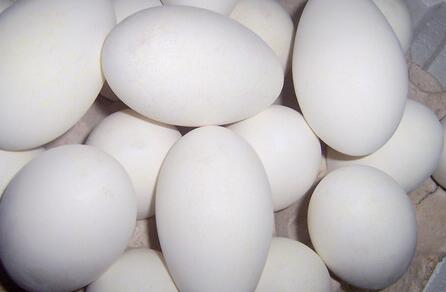 鹅蛋的功效与作用_鹅蛋的营养价值_鹅蛋的制作技巧