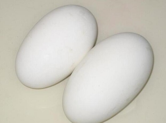 鹅蛋富含卵磷脂 健脑护肾好食材