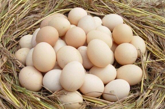 土鸡蛋营养价值_土鸡蛋食用禁忌_土鸡蛋前言