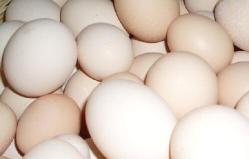 土鸡蛋营养更丰富？六个方法帮你选择土鸡蛋