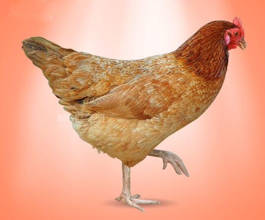 宫廷鸡的食疗价值_宫廷鸡的食用禁忌_宫廷鸡的适宜人群