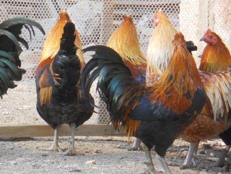 阉鸡能和栗子一起吃吗_阉鸡和栗子能一起吃吗/同吃 阉鸡能和栗子一起吃吗_阉鸡和栗子能一起吃吗/同吃