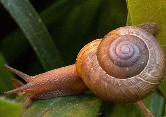蜗牛的食用功效_蜗牛的营养价值_蜗牛的适用人群