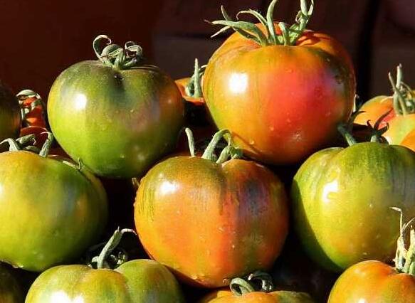 黑柿番茄