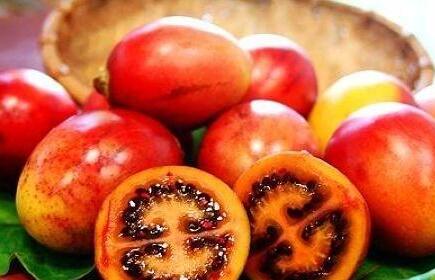 树番茄主要价值_树番茄食物营养成分