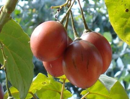 树番茄的功效_树番茄的营养价值_树番茄的适用人群