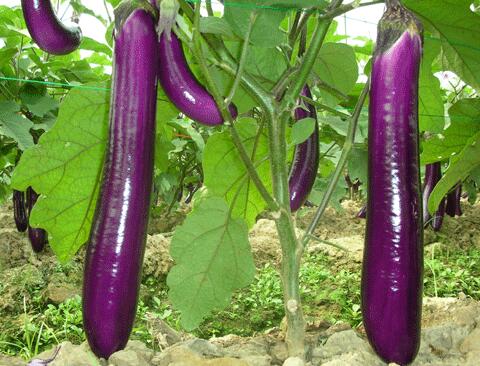 紫长茄的功效_紫长茄的营养价值