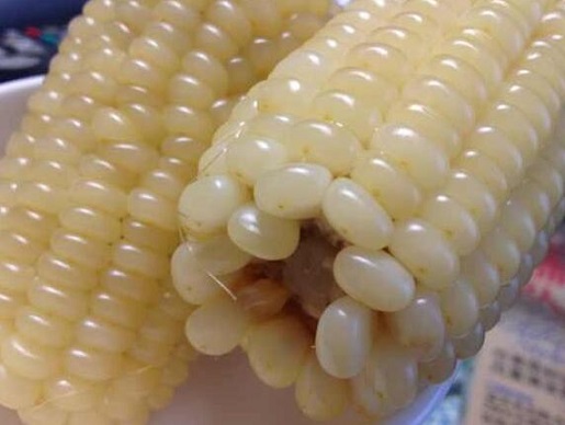 黏玉米