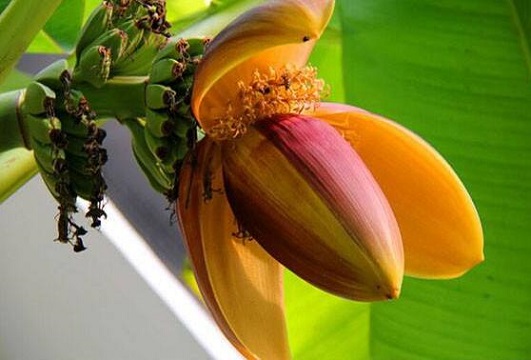 芭蕉花的功效与作用 芭蕉花的营养价值 芭蕉花的食用方法 大厨艺