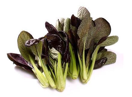 紫叶油菜的功效与作用_紫叶油菜的营养价值_紫叶油菜的适用人群