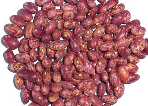 紫花豆的营养价值