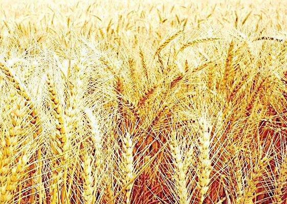 小麦能治疗出虚汗和闷闷不乐