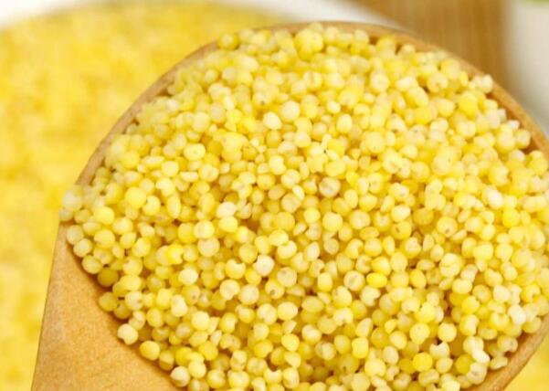 黄米的功效与作用_黄米的营养价值_黄米的适合体质