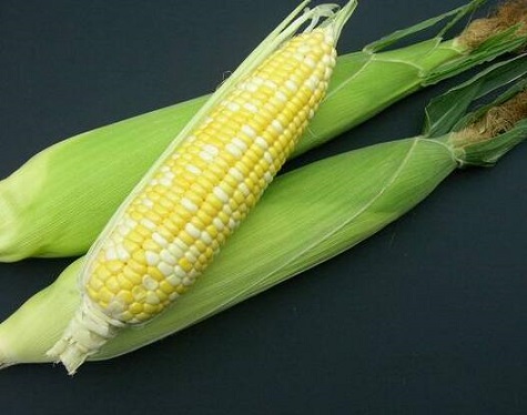 儿童吃鲜玉米有益智力发展