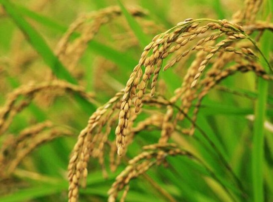 稻米的功效与作用_稻米的营养价值_稻米的食用禁忌_稻米的食用禁忌