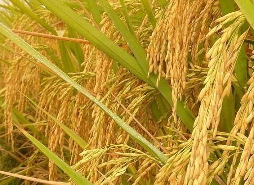 稻米的营养价值和食用效果