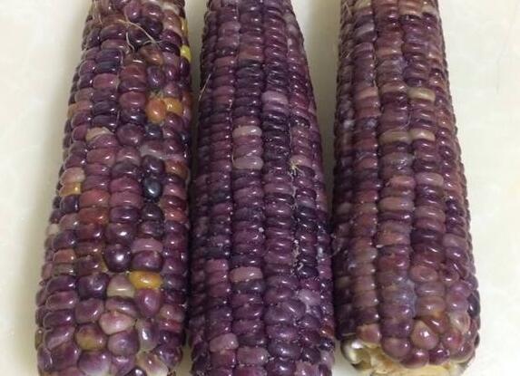 紫玉米的功效与作用_紫玉米的制作技巧