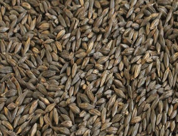 黑大麦的食用禁忌_黑大麦的保存方法_黑大麦功能主治