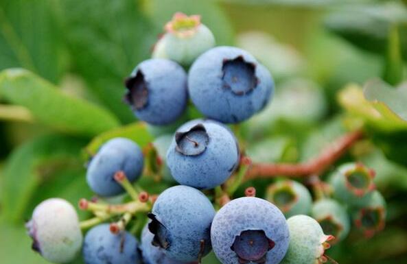 蓝莓吃法多 潮流吃法爱上它