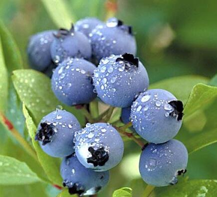 蓝莓 保肝的得力好助手！