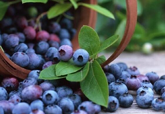 每日2杯蓝莓降低胆固醇