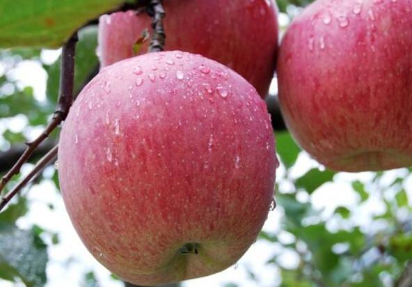 巧吃苹果助减肥 3天减轻3公斤