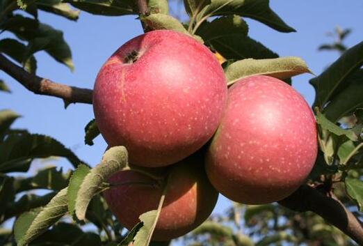 夏季苹果减肥法 顺气又消食