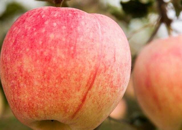 研究：苹果是最佳减肥水果