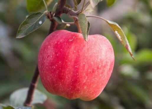长期便秘者可吃熟苹果来缓解