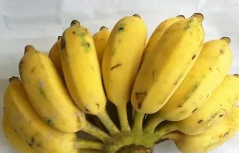 香蕉减肥法 应避免空腹吃香蕉误区