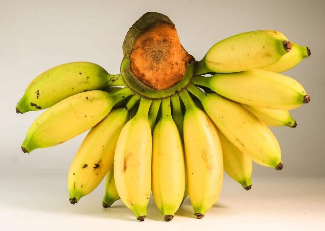 香蕉减肥新吃法 瘦身其实很简单！