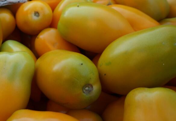 奶柿子的功效与作用_奶柿子的营养价值_奶柿子的适用人群_奶柿子的食用禁忌