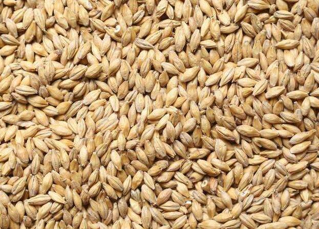 大麦能解暑 催乳效果也很好