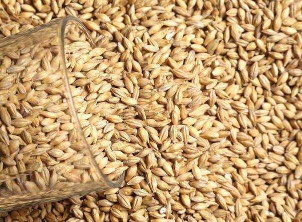 大麦的功效与作用_大麦的营养价值_大麦的适合体质