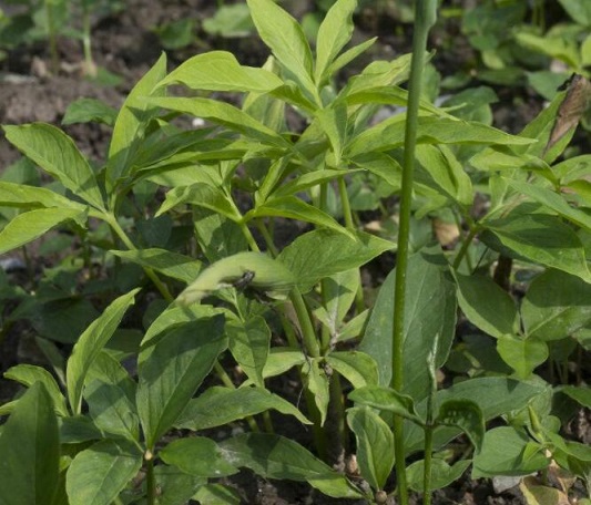 半夏能和生羊肉串一起吃吗/同吃_半夏和生羊肉串相克吗 半夏能和生羊肉串一起吃吗/同吃_半夏和生羊肉串相克吗