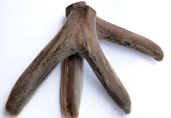 服用鹿茸的注意事项及不良反应