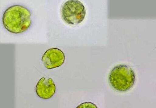 盐藻的功效与作用_盐藻的营养价值_盐藻的营养成分