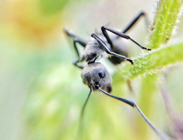 黑蚂蚁的功效与作用_黑蚂蚁的营养成分