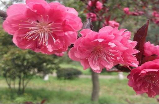 7种食物补足气血 让女人重获桃花脸