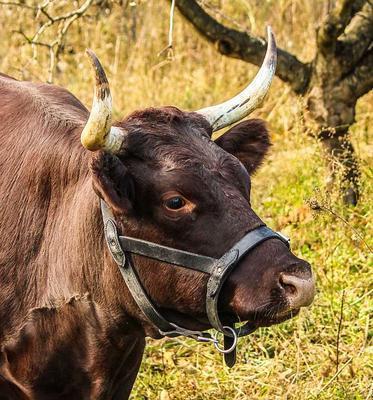 牛寄生虫病有多少种 牛三种体外寄生虫病