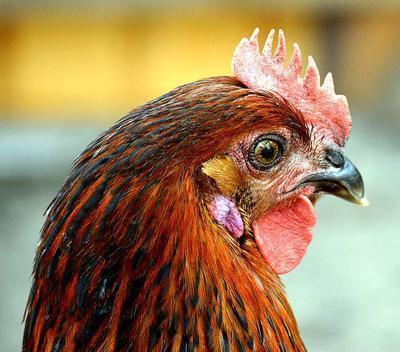 预防禽流感药物 禽流感的治疗及预防方法