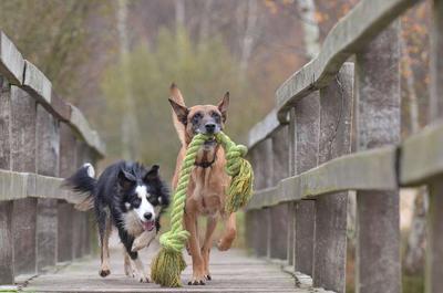 打过狂犬疫苗管几年 狂犬疫苗有效期是多少