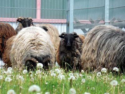 羊如何注射羊痘疫苗 羊痘疫苗种类及用法