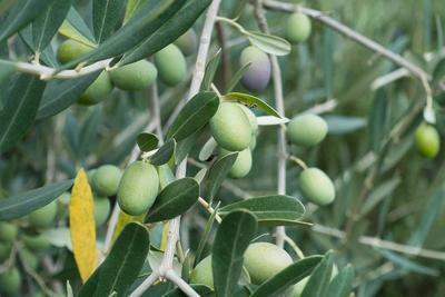 橄榄可以治咳嗽吗 橄榄止咳食疗方法有哪些