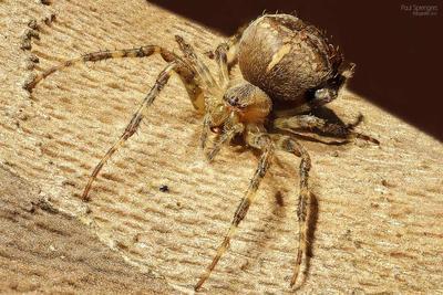 毒蜘蛛咬伤后怎样处理 毒蜘蛛是否有伤害