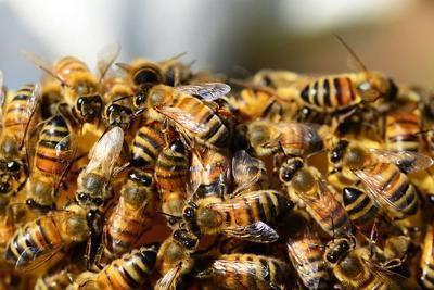 蜂蜜梨水治咳嗽吗 蜂蜜和梨究竟有什么功效呢