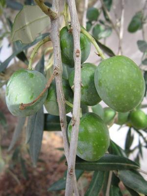 橄榄泡醋的功效与作用及食用方法有哪些